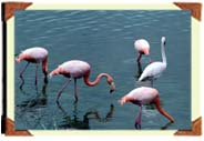 (6k) Flamingos