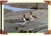 (6k) American Oystercatchers